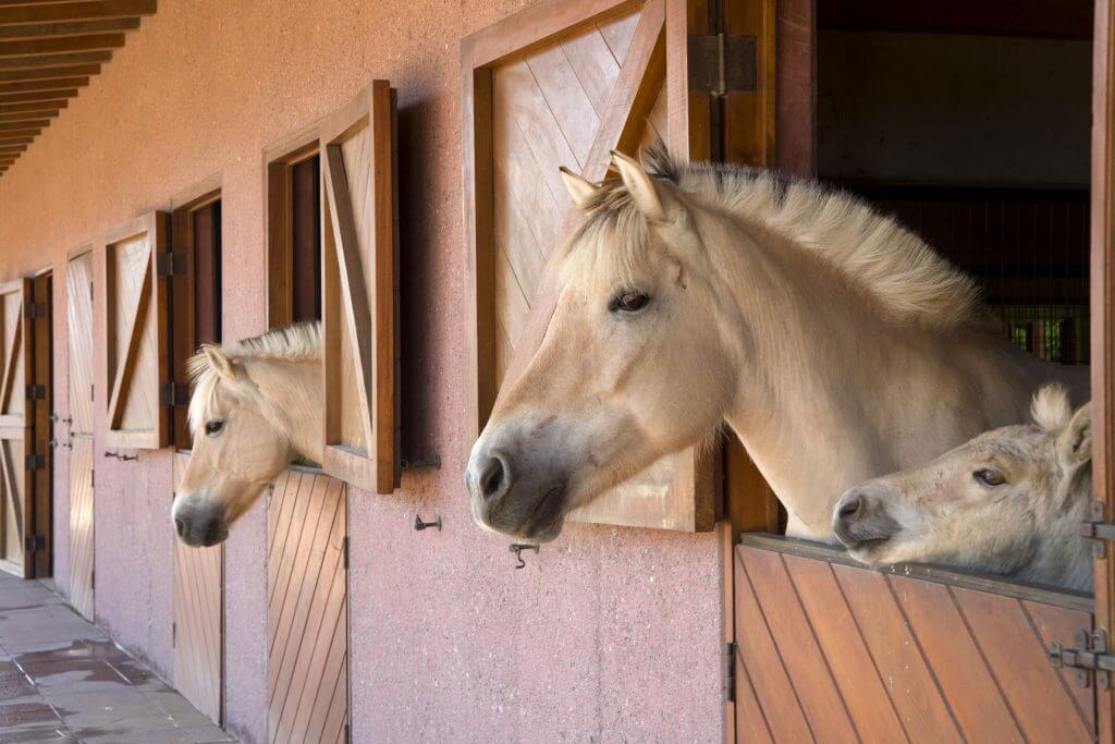 caballos-noruegos-establo